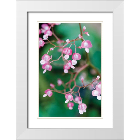 Delicate Begonia I White Modern Wood Framed Art Print with Double Matting by Berzel, Erin