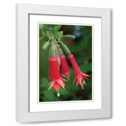 Fuchsia Bloom I White Modern Wood Framed Art Print with Double Matting by Berzel, Erin