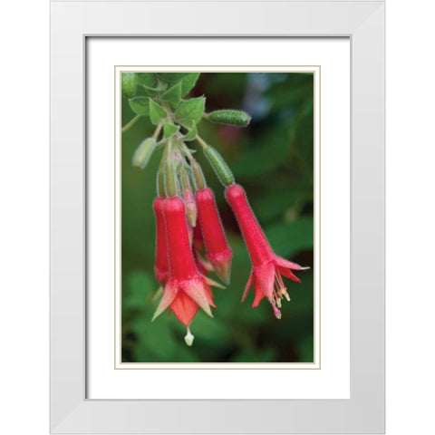 Fuchsia Bloom I White Modern Wood Framed Art Print with Double Matting by Berzel, Erin