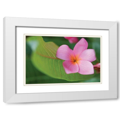 Plumeria I White Modern Wood Framed Art Print with Double Matting by Berzel, Erin