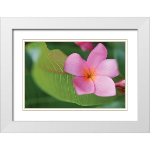 Plumeria I White Modern Wood Framed Art Print with Double Matting by Berzel, Erin
