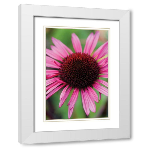 Echinacea III White Modern Wood Framed Art Print with Double Matting by Berzel, Erin