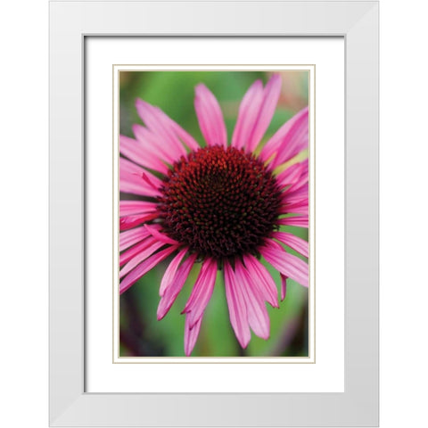 Echinacea III White Modern Wood Framed Art Print with Double Matting by Berzel, Erin