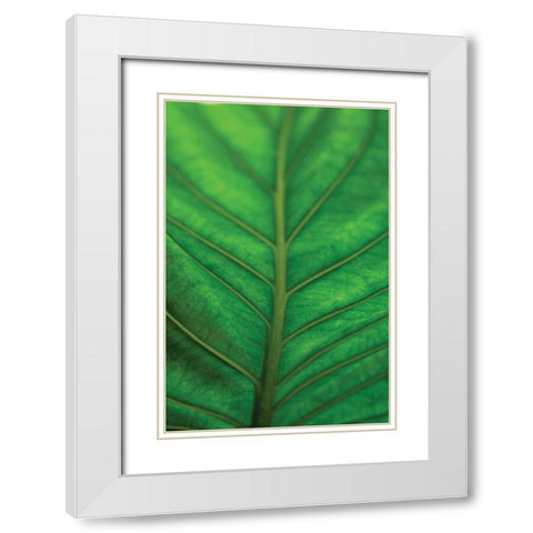 Leaf Detail V White Modern Wood Framed Art Print with Double Matting by Berzel, Erin