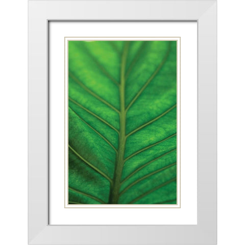 Leaf Detail V White Modern Wood Framed Art Print with Double Matting by Berzel, Erin