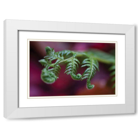 Fern Detail II White Modern Wood Framed Art Print with Double Matting by Berzel, Erin