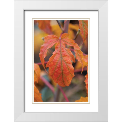 Orange Leaves I White Modern Wood Framed Art Print with Double Matting by Berzel, Erin