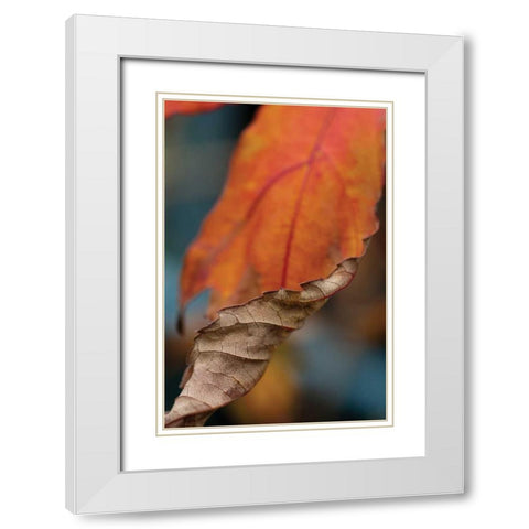 Orange Leaves II White Modern Wood Framed Art Print with Double Matting by Berzel, Erin