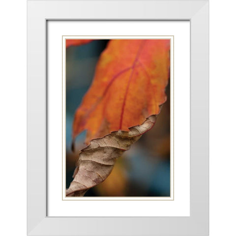 Orange Leaves II White Modern Wood Framed Art Print with Double Matting by Berzel, Erin