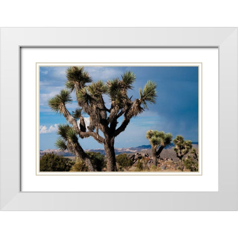 Joshua Tree VI White Modern Wood Framed Art Print with Double Matting by Berzel, Erin