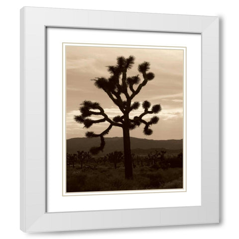 Yucca Brevifolia III White Modern Wood Framed Art Print with Double Matting by Berzel, Erin