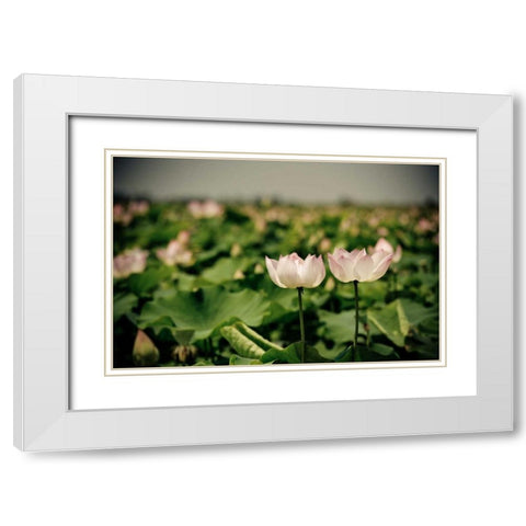 Lotus Flowers I White Modern Wood Framed Art Print with Double Matting by Berzel, Erin