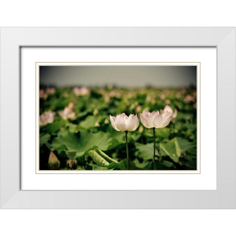 Lotus Flowers I White Modern Wood Framed Art Print with Double Matting by Berzel, Erin