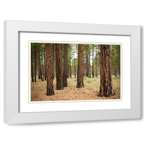 Willamette Natl Forest I White Modern Wood Framed Art Print with Double Matting by Berzel, Erin