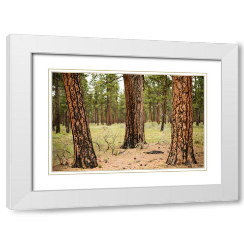 Willamette Natl Forest II White Modern Wood Framed Art Print with Double Matting by Berzel, Erin