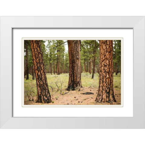 Willamette Natl Forest II White Modern Wood Framed Art Print with Double Matting by Berzel, Erin