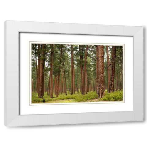 Willamette Natl Forest IV White Modern Wood Framed Art Print with Double Matting by Berzel, Erin