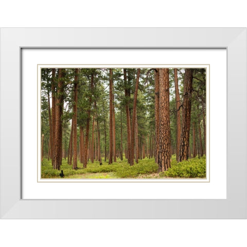 Willamette Natl Forest IV White Modern Wood Framed Art Print with Double Matting by Berzel, Erin