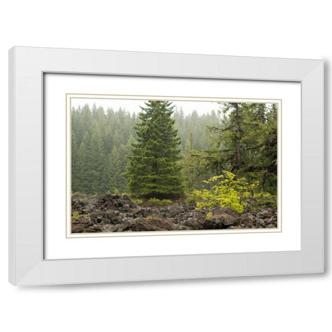 Willamette Natl Forest V White Modern Wood Framed Art Print with Double Matting by Berzel, Erin
