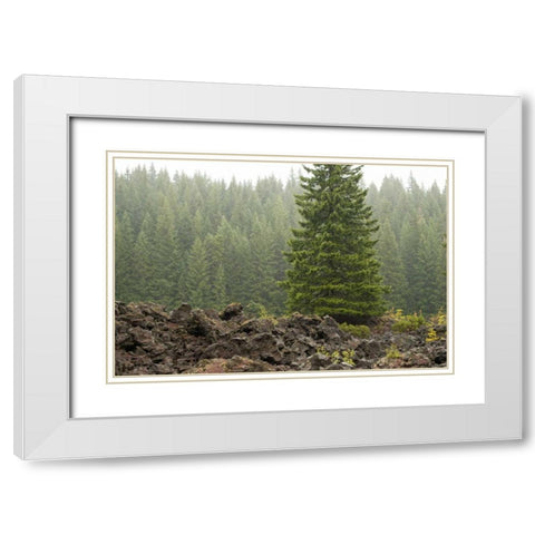 Willamette Natl Forest VI White Modern Wood Framed Art Print with Double Matting by Berzel, Erin