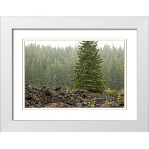 Willamette Natl Forest VI White Modern Wood Framed Art Print with Double Matting by Berzel, Erin