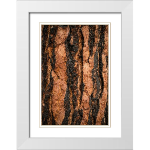 Oregon Pine I White Modern Wood Framed Art Print with Double Matting by Berzel, Erin