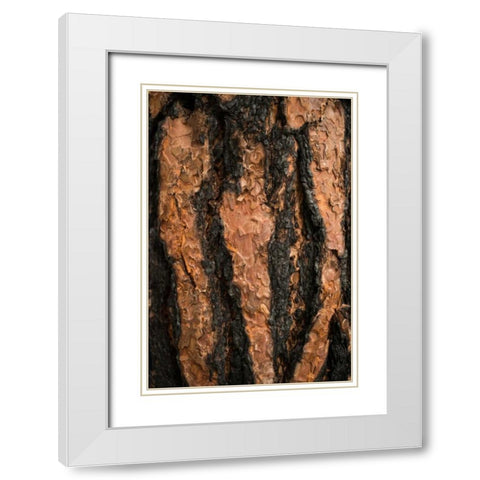 Oregon Pine II White Modern Wood Framed Art Print with Double Matting by Berzel, Erin
