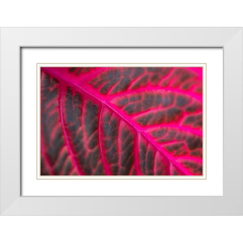 Pink Leaf II White Modern Wood Framed Art Print with Double Matting by Berzel, Erin