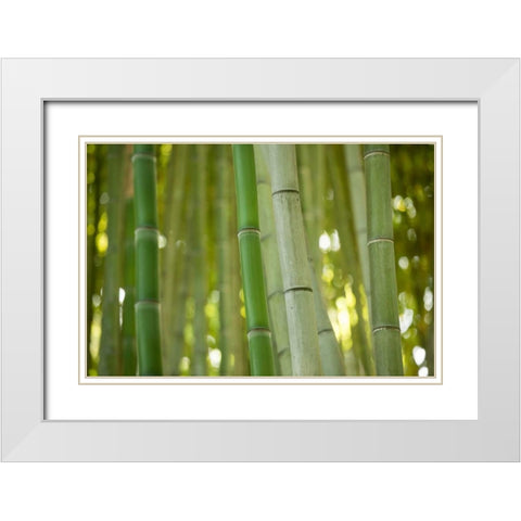 Bamboo and Bokeh II White Modern Wood Framed Art Print with Double Matting by Berzel, Erin