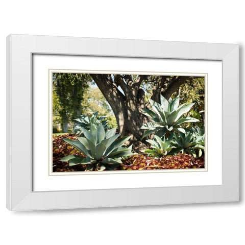 Agave I White Modern Wood Framed Art Print with Double Matting by Berzel, Erin