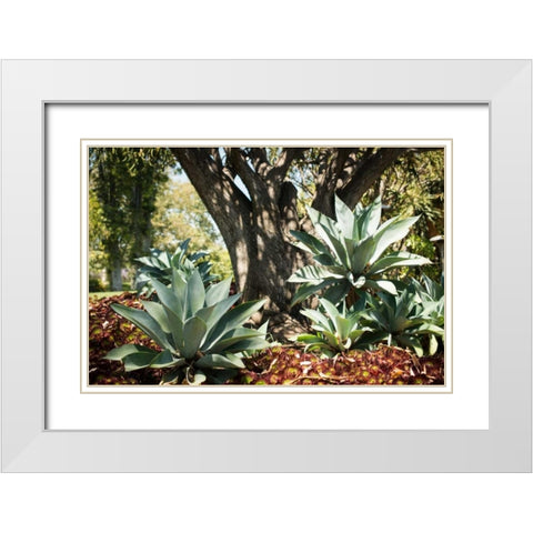 Agave I White Modern Wood Framed Art Print with Double Matting by Berzel, Erin