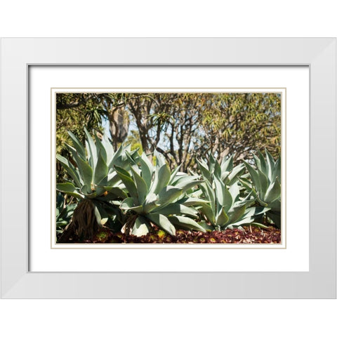 Agave II White Modern Wood Framed Art Print with Double Matting by Berzel, Erin