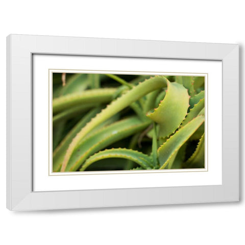 Aloe II White Modern Wood Framed Art Print with Double Matting by Berzel, Erin