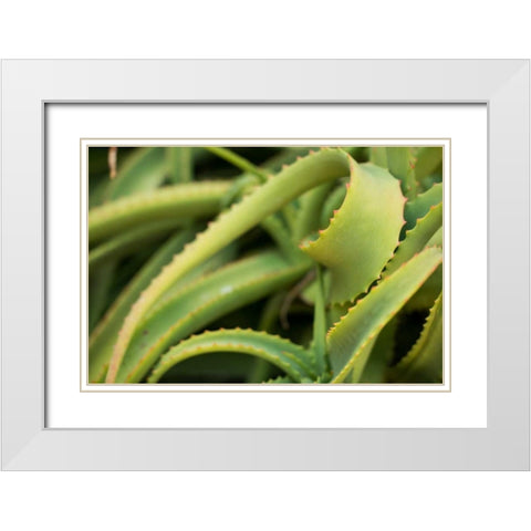 Aloe II White Modern Wood Framed Art Print with Double Matting by Berzel, Erin