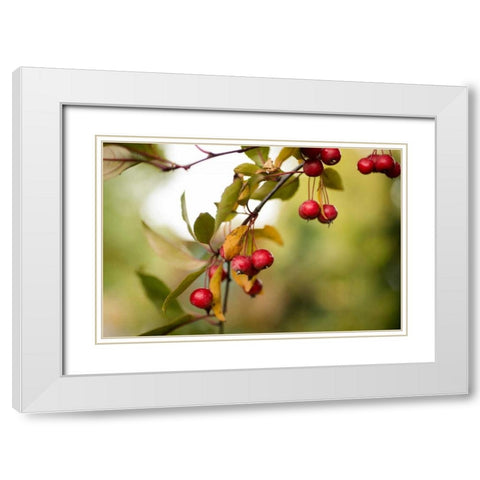 Red Berries I White Modern Wood Framed Art Print with Double Matting by Berzel, Erin