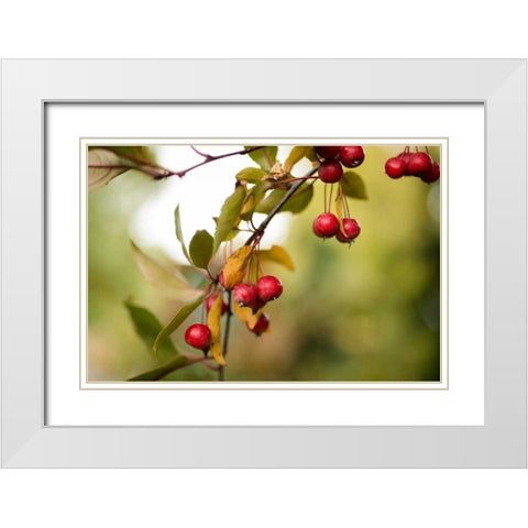 Red Berries I White Modern Wood Framed Art Print with Double Matting by Berzel, Erin