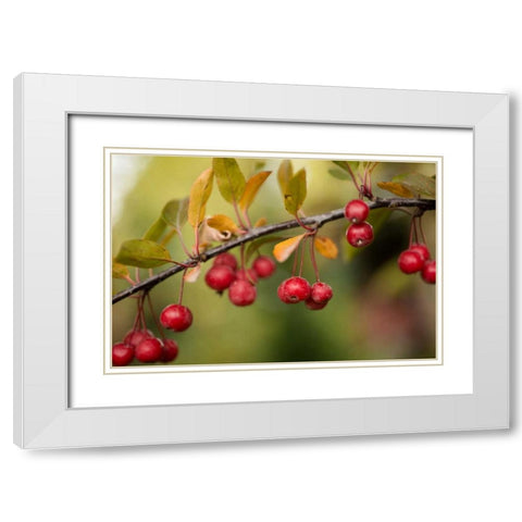 Red Berries II White Modern Wood Framed Art Print with Double Matting by Berzel, Erin