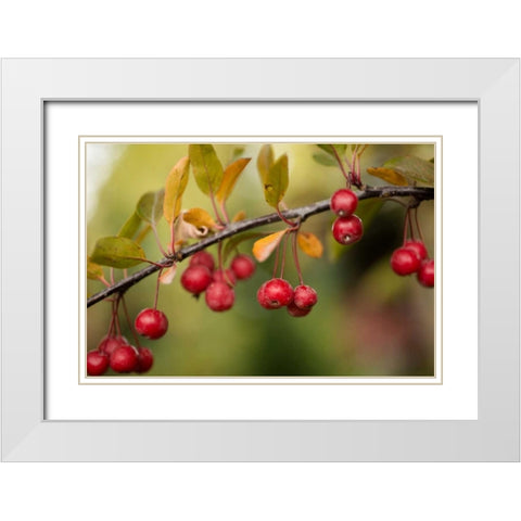 Red Berries II White Modern Wood Framed Art Print with Double Matting by Berzel, Erin