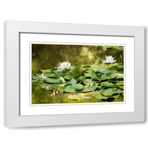 Lotus Pond II White Modern Wood Framed Art Print with Double Matting by Berzel, Erin