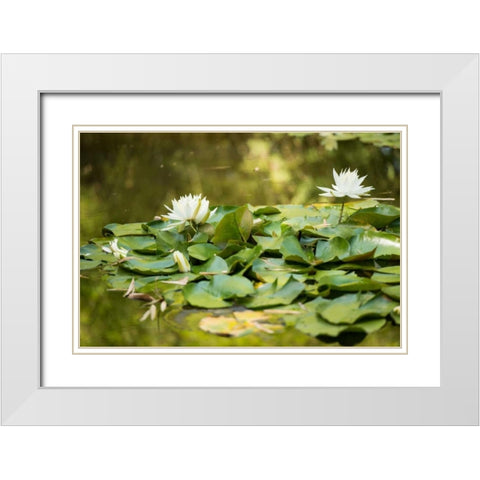 Lotus Pond II White Modern Wood Framed Art Print with Double Matting by Berzel, Erin