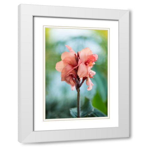 Pink Bloom I White Modern Wood Framed Art Print with Double Matting by Berzel, Erin