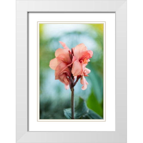 Pink Bloom I White Modern Wood Framed Art Print with Double Matting by Berzel, Erin