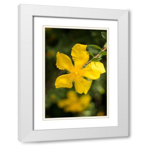 Yellow Blossom White Modern Wood Framed Art Print with Double Matting by Berzel, Erin