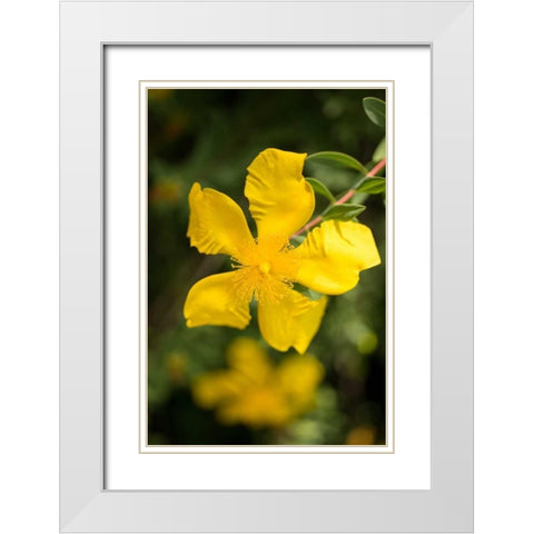 Yellow Blossom White Modern Wood Framed Art Print with Double Matting by Berzel, Erin