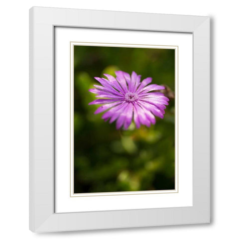 Purple Blossom White Modern Wood Framed Art Print with Double Matting by Berzel, Erin