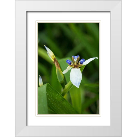 Iris in Bloom White Modern Wood Framed Art Print with Double Matting by Berzel, Erin