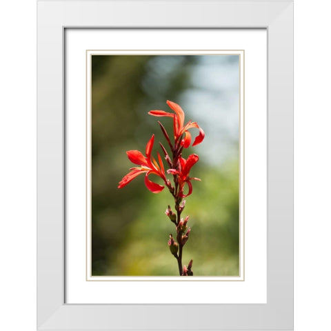 Red Bloom White Modern Wood Framed Art Print with Double Matting by Berzel, Erin