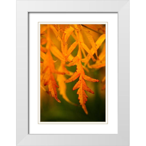 Fall Leaves II White Modern Wood Framed Art Print with Double Matting by Berzel, Erin
