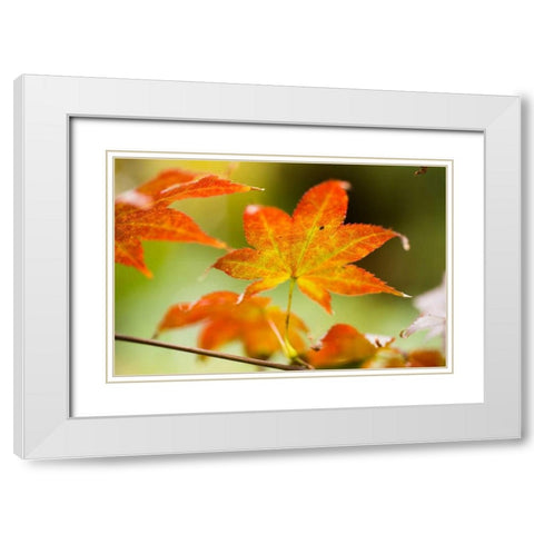 Fall Leaves III White Modern Wood Framed Art Print with Double Matting by Berzel, Erin