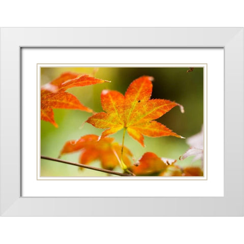 Fall Leaves III White Modern Wood Framed Art Print with Double Matting by Berzel, Erin